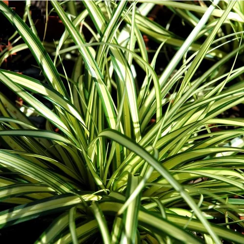 Carex ou Laîche au feuillage multicolore - Le pot de 2 litres