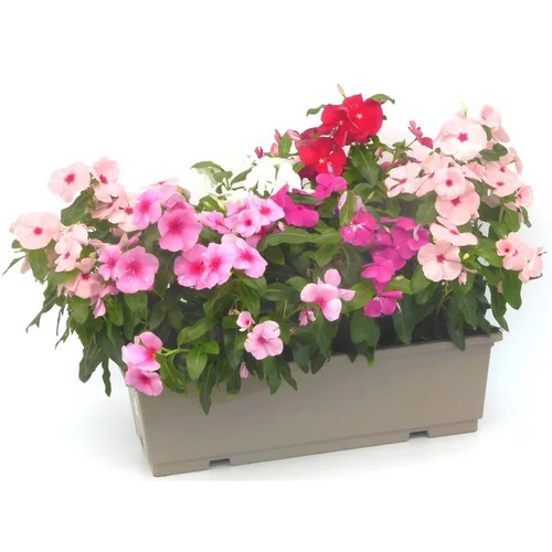 Pervenche de Madagascar - La jardinière de 40 cm
