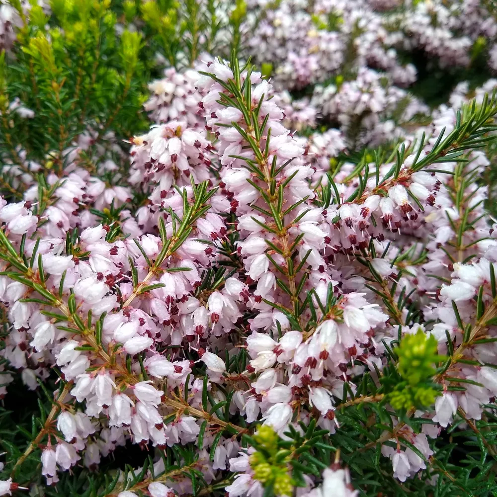 Bruyère d'hiver Silberschmelze Erica darleyensis silberschmelze