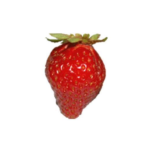 Fraisier Cirafine -12 plants- Calibre A