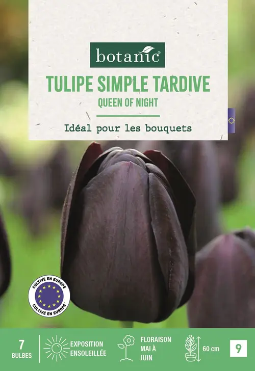 Bulbes de fleurs Tulipe simple tardive Queen of Night noir botanic® - 7 bulbes