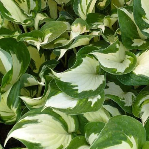 Hosta Reversed Patriot Hosta reversed patriot