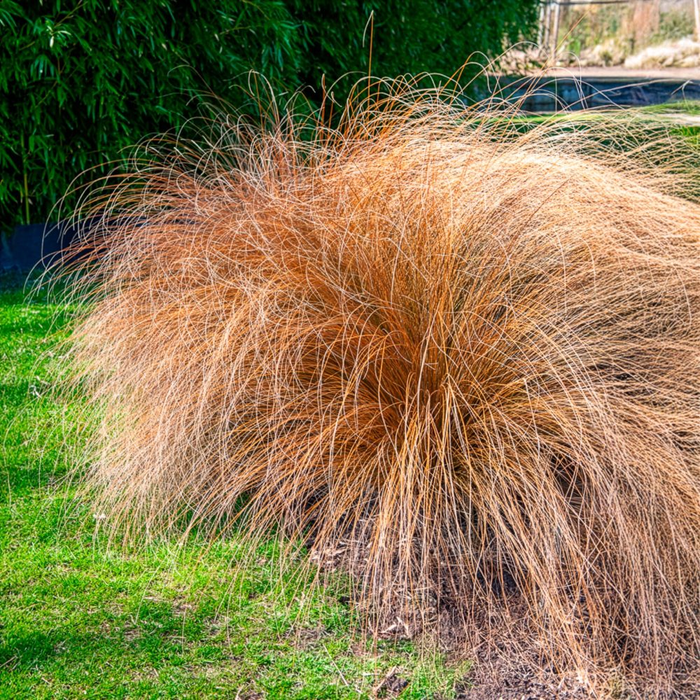 Herbe aux écouvillons Herbstzauber - Pennisetum Pennisetum alopecuroides herbstzauber
