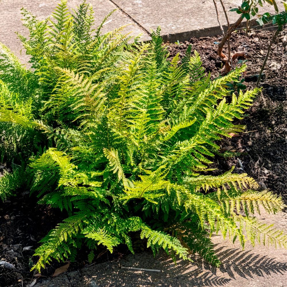 Aspidie à cils raides - Fougère Polystichum setiferum