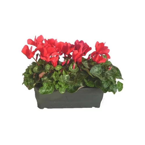 Mini Cyclamen - Jardinette béton doré