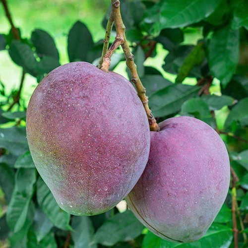 Collection de 3 manguiers (Osteen, Kensington Pride, Tommy Atkins) Mangifera indica var. osteen / kensington pride / tommy atkins