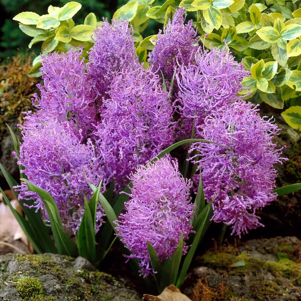 10 Muscaris plumeux Leopoldia comosa 'plumosum'