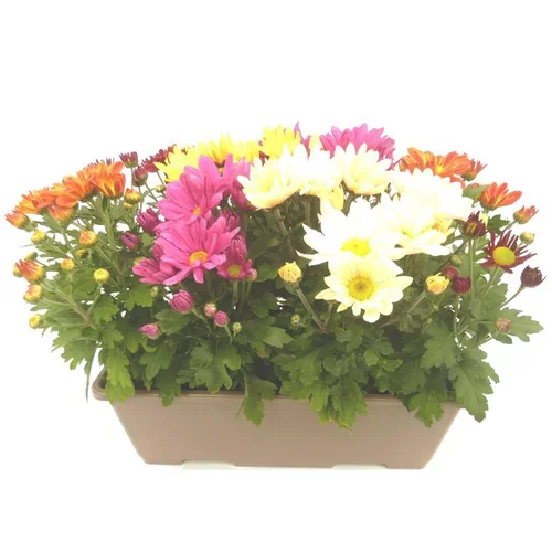 Chrysantheme Americain Multicolore - La jardinière de 40 cm