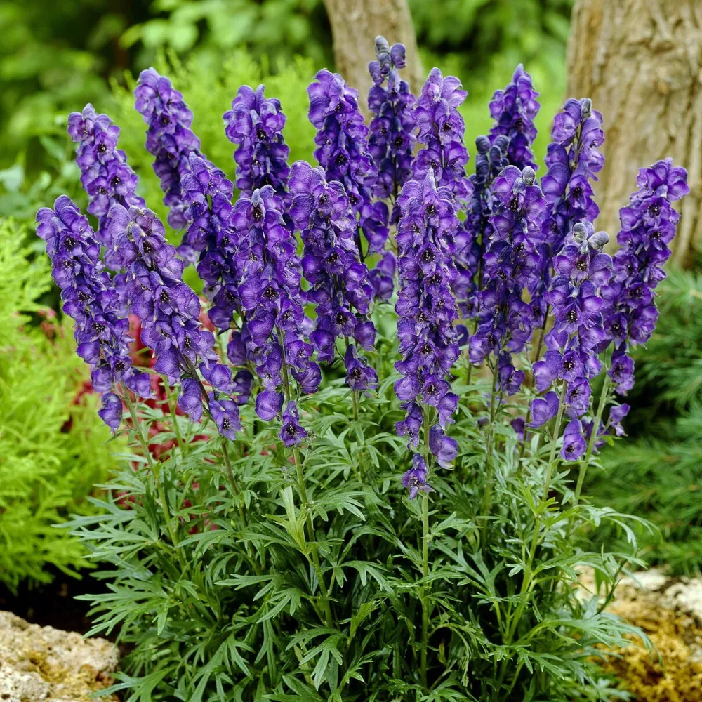 Aconit Casque de Jupiter Aconitum napellus