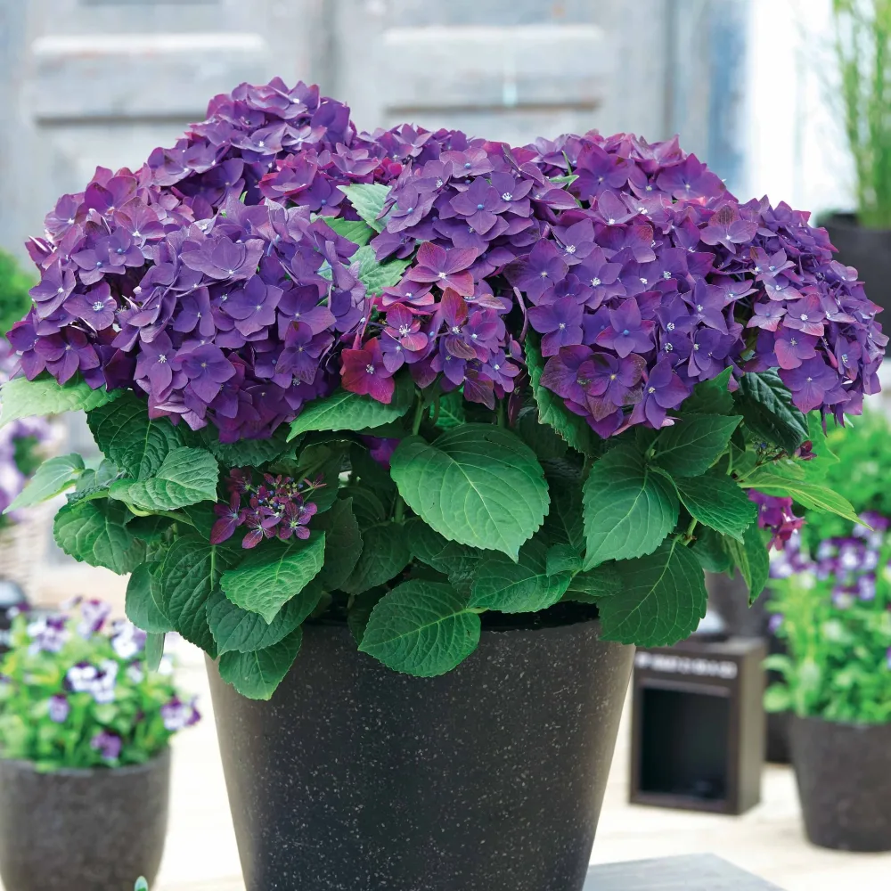 Hortensia Violet intense Hydrangea macrophylla deep purple dance