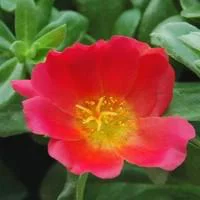 Pourpier à fleurs simples - Le pot de 10,5 cm