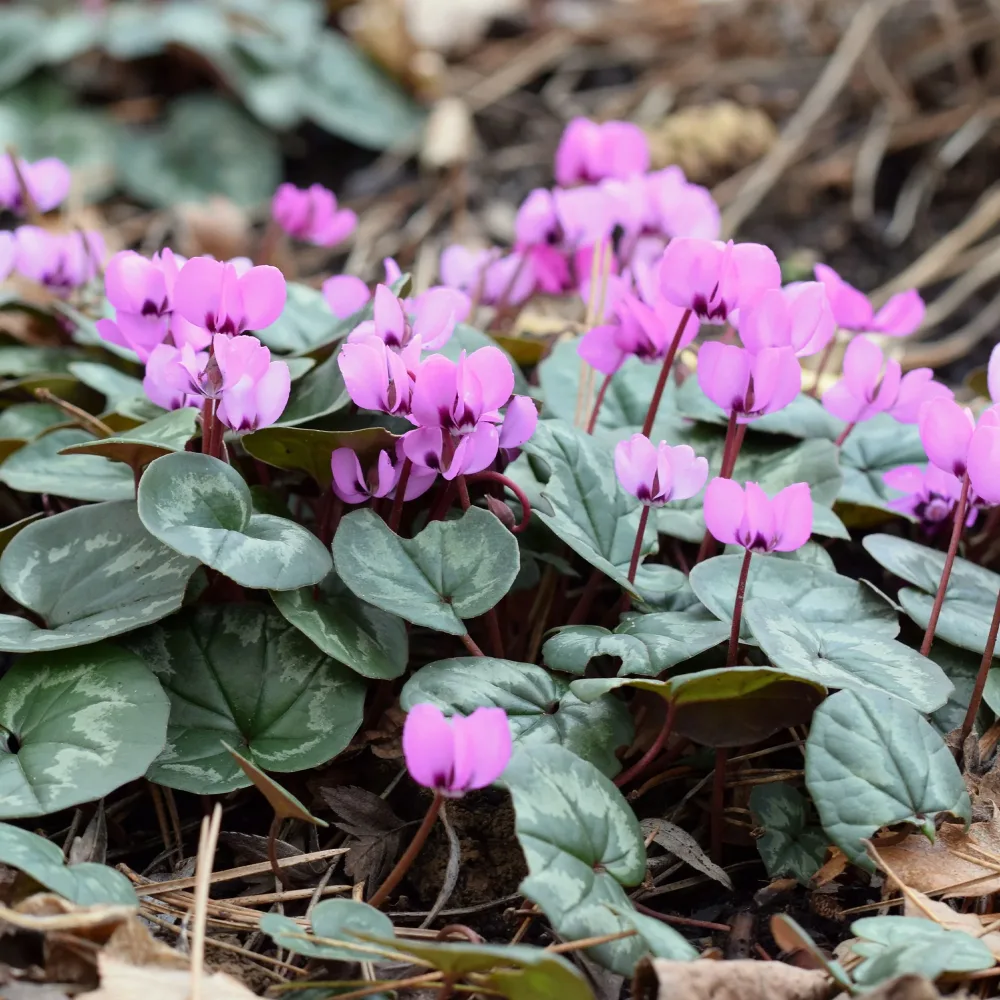Cyclamen coum Rose Cyclamen coum