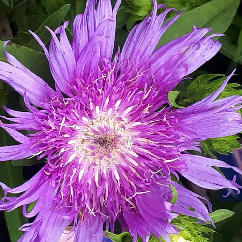 Stokesia Mels Blue - Le pot de 2 litres