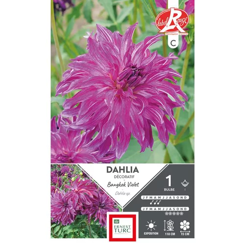 Dahlia décoratif Bangkok violet Ernest Turc - 1 bulbe