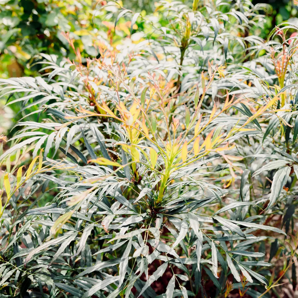 Mahonia confusa Narihira Mahonia confusa Narihira