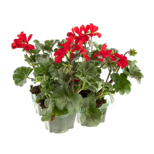 Geranium lierre simple - La barquette de 4 plants