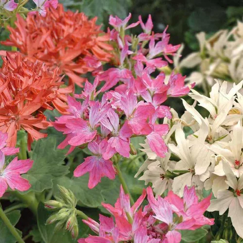 Géranium à fleurs étoilées multicolores - Le pot de 7,5 litres