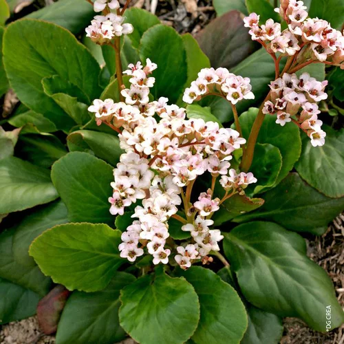 Bergenia Dragonfly Angel Kiss - Le pot de 4 litres