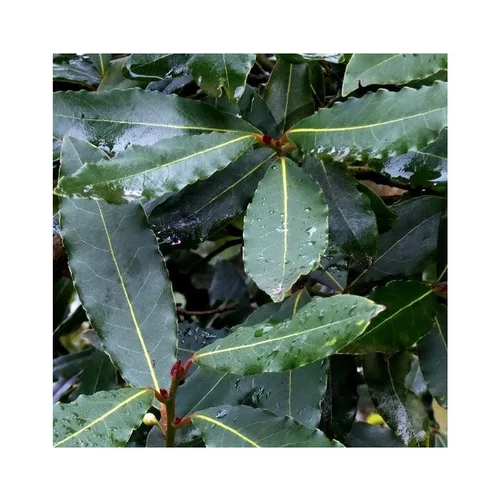 Laurier sauce (Laurus Nobilis) 1/2 tige. Le pot de 35 litres