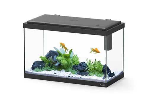 Aquarium d'eau froide et d'eau douce coloris noir Aquatlantis Explorer Vienna 34 L - 35 x 50 x 25 cm