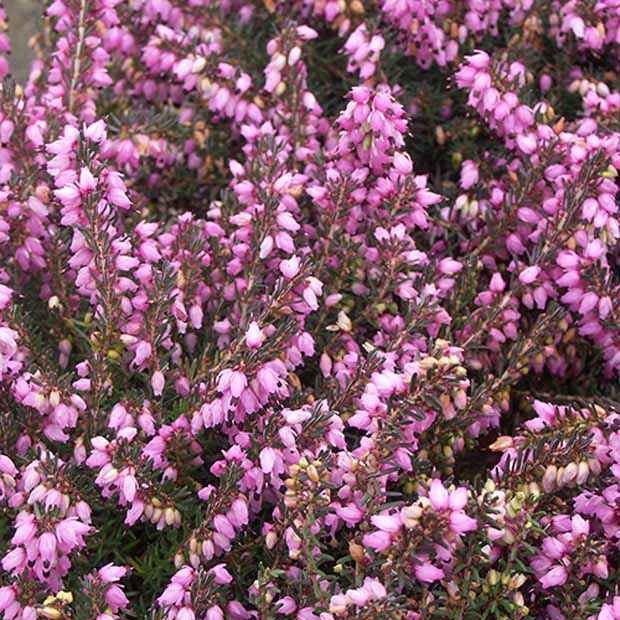 Bruyère d'hiver Spring Surprise Erica darleyensis spring surprise