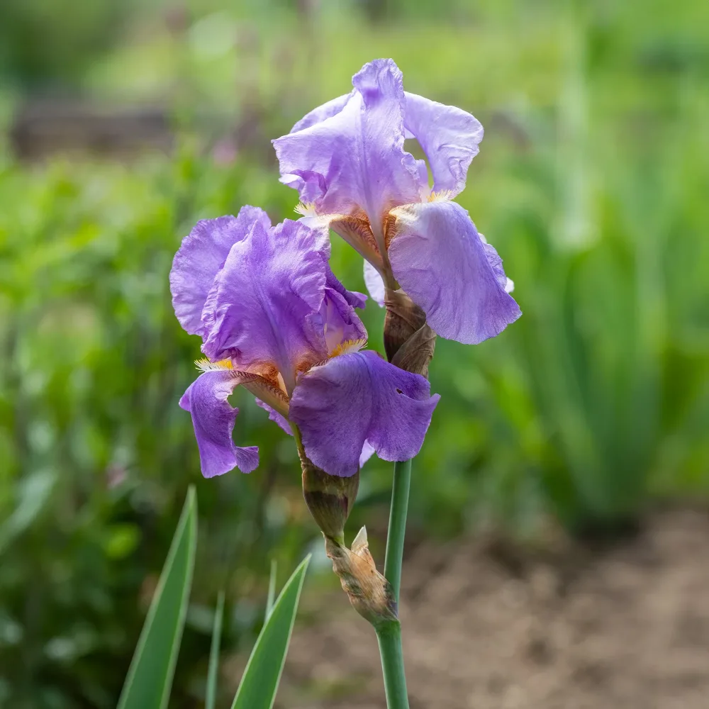 3 Iris de jardin remontant Lovely again Iris germanica lovely again