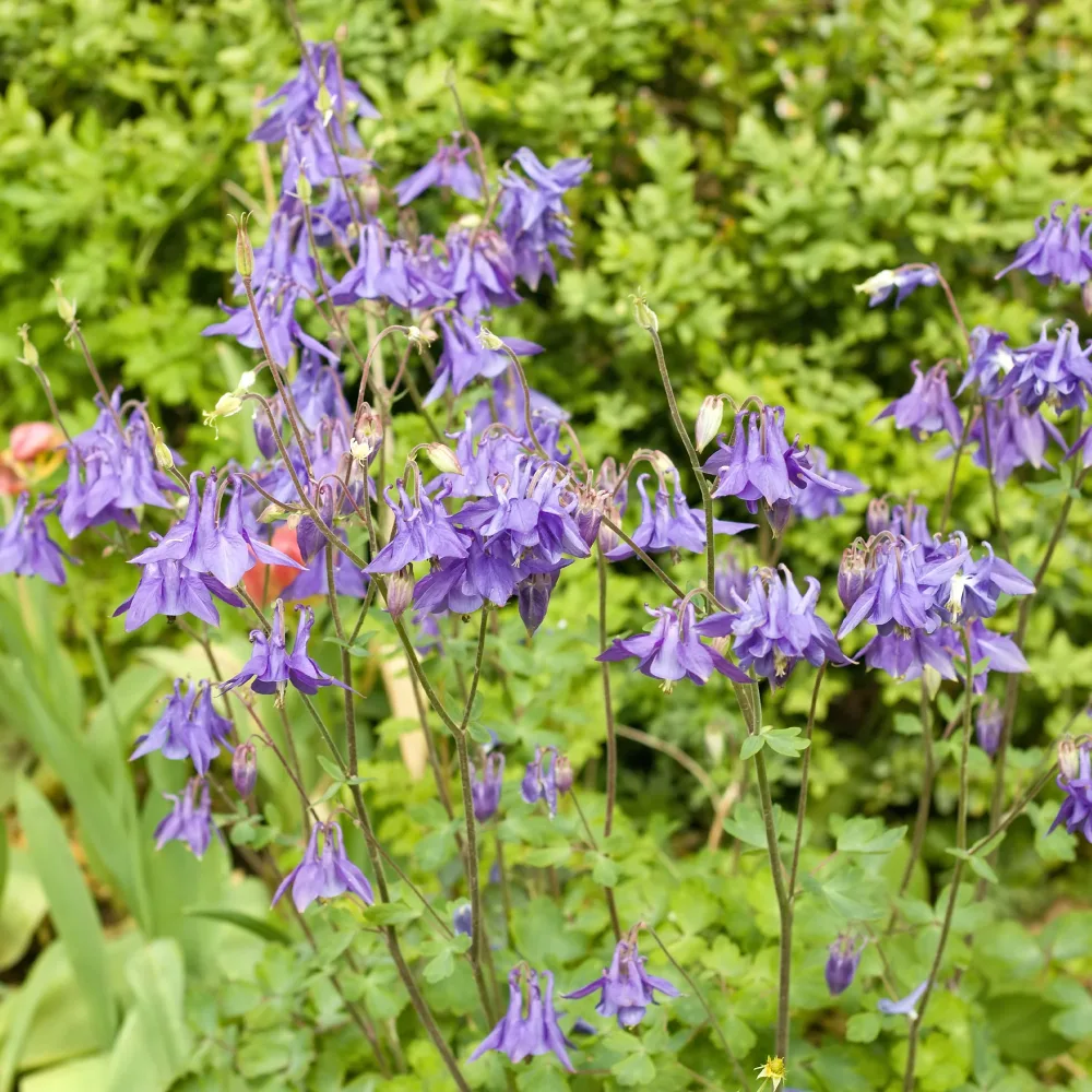 Ancolie des jardins Aquilegia vulgaris