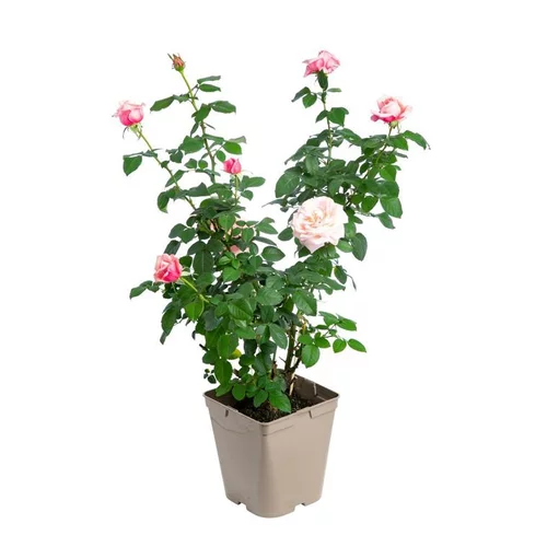 Rosier parfumé coloris rose Delbard® - 5 L