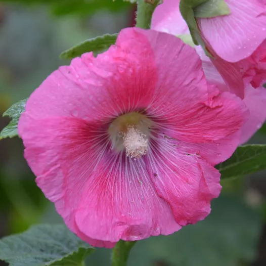 Rose trémière en mélange | Semences de Fleurs