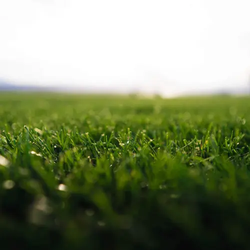 Gazon naturel résistant à la sécheresse en rouleaux Les Gazons de la Hardt - prix pour une surface achetée totale de 451 à 500 m²