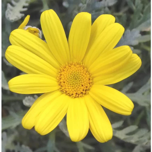 Euryops pectiné ou Marguerite des savanes à fleurs jaunes - Le pot de 5 litres