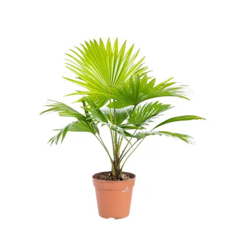 Livistona pot Ø12xH40 cm