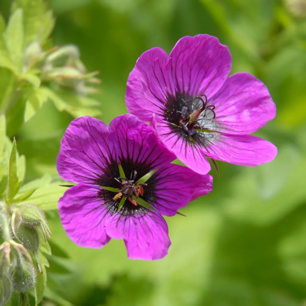 Géranium vivace Patricia Geranium brempat patricia