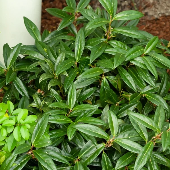 Sarcococca hookeriana humilis Sarcococca hookeriana Humilis