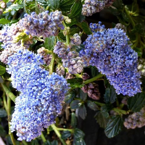 Ceanothe Thyrsiflorus Repens – Pot de 4L