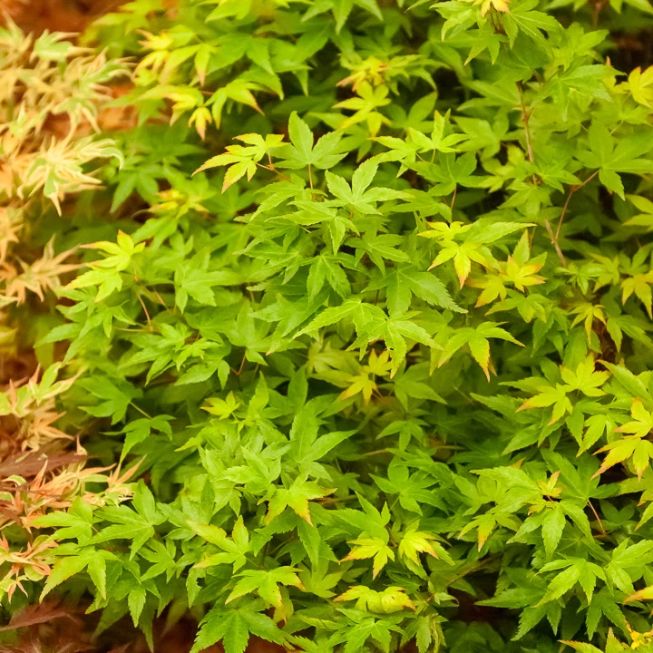 Erable du Japon Little Princess Acer palmatum little princess