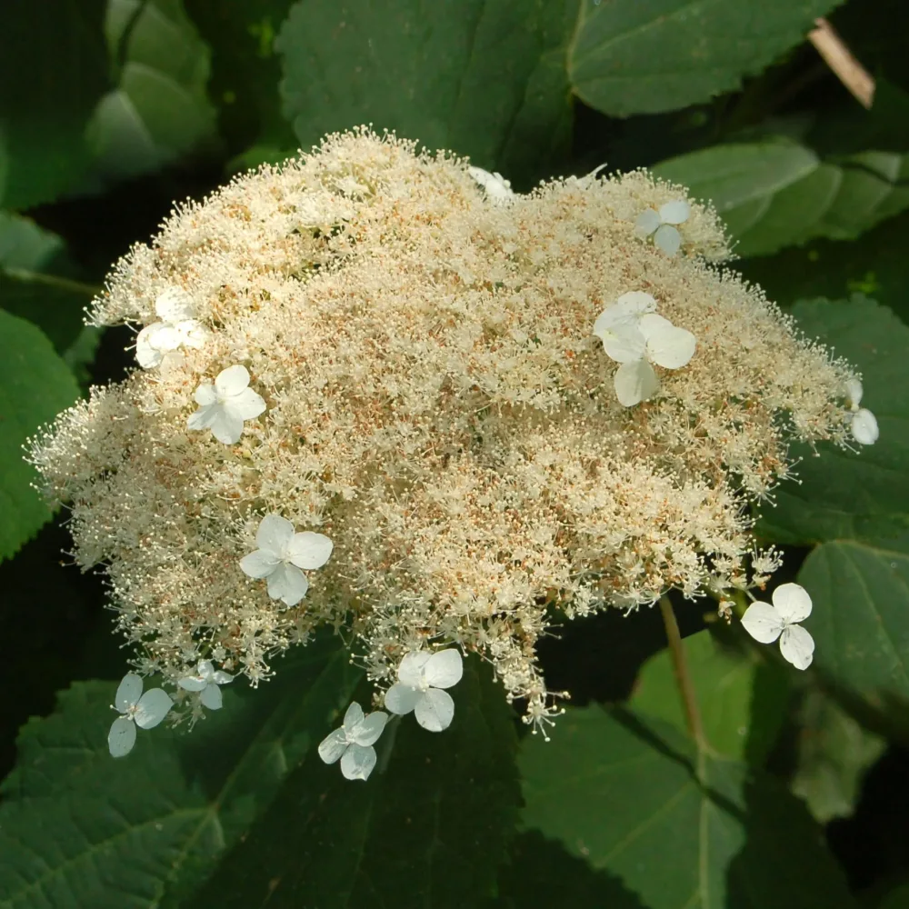 Hortensia de Virginie Radiata Hydrangea arborescens radiata