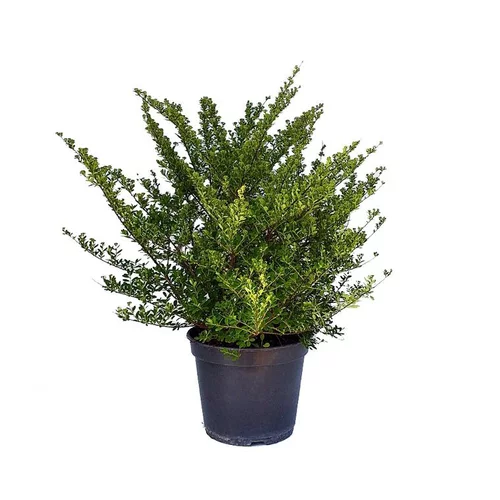 Spirée Japonaise Nipponica Snowmound touffe. Le pot de 5 litres