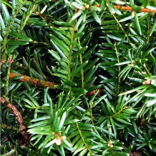 Taxus Baccata Boule en pot de 18 L