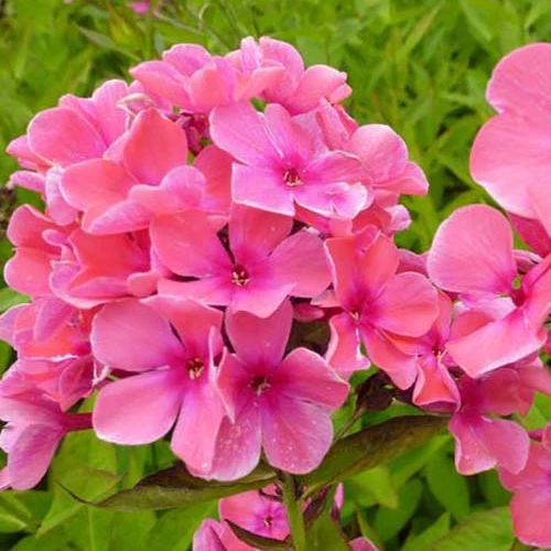 3 Phlox paniculés Windsor Phlox windsor
