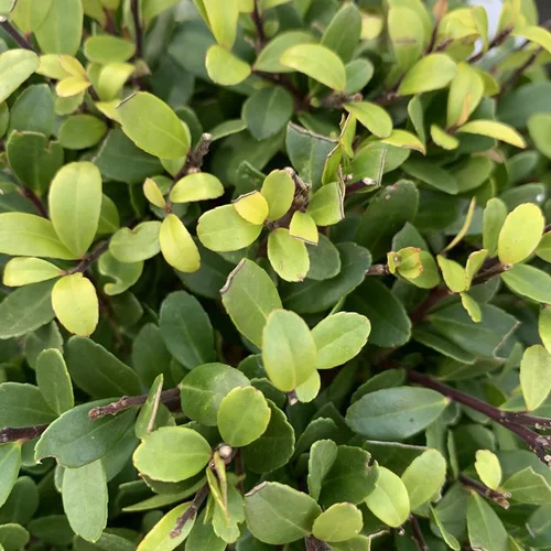 Houx crénelé Dark Green vert. Le pot de 3 litres, forme boule