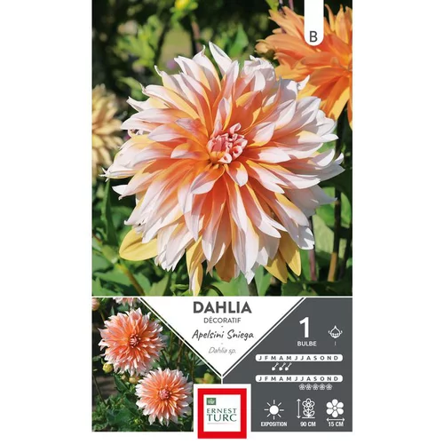 Dahlia décoratif Apelsini Sniega orange pointes blanc Ernest Turc - 1 bulbe