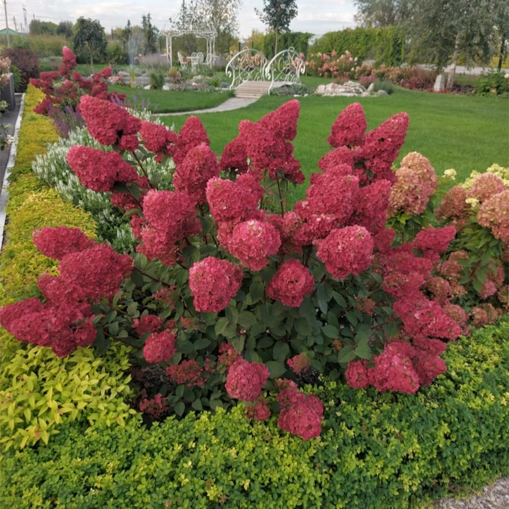 Hortensia paniculé Framboisine® 'Rensam' Hydrangea paniculata framboisine® 'rensam'