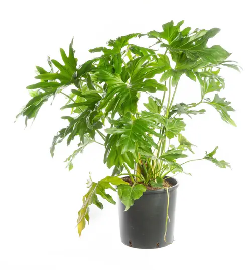 Philodendron Selloum vert. Le pot Ø 19 cm