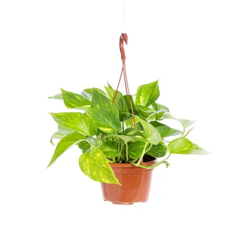 Pothos Aureus suspension Ø18xH40 cm