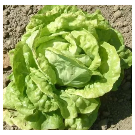 Graines bio de Laitue pommée d'été Reine de juillet