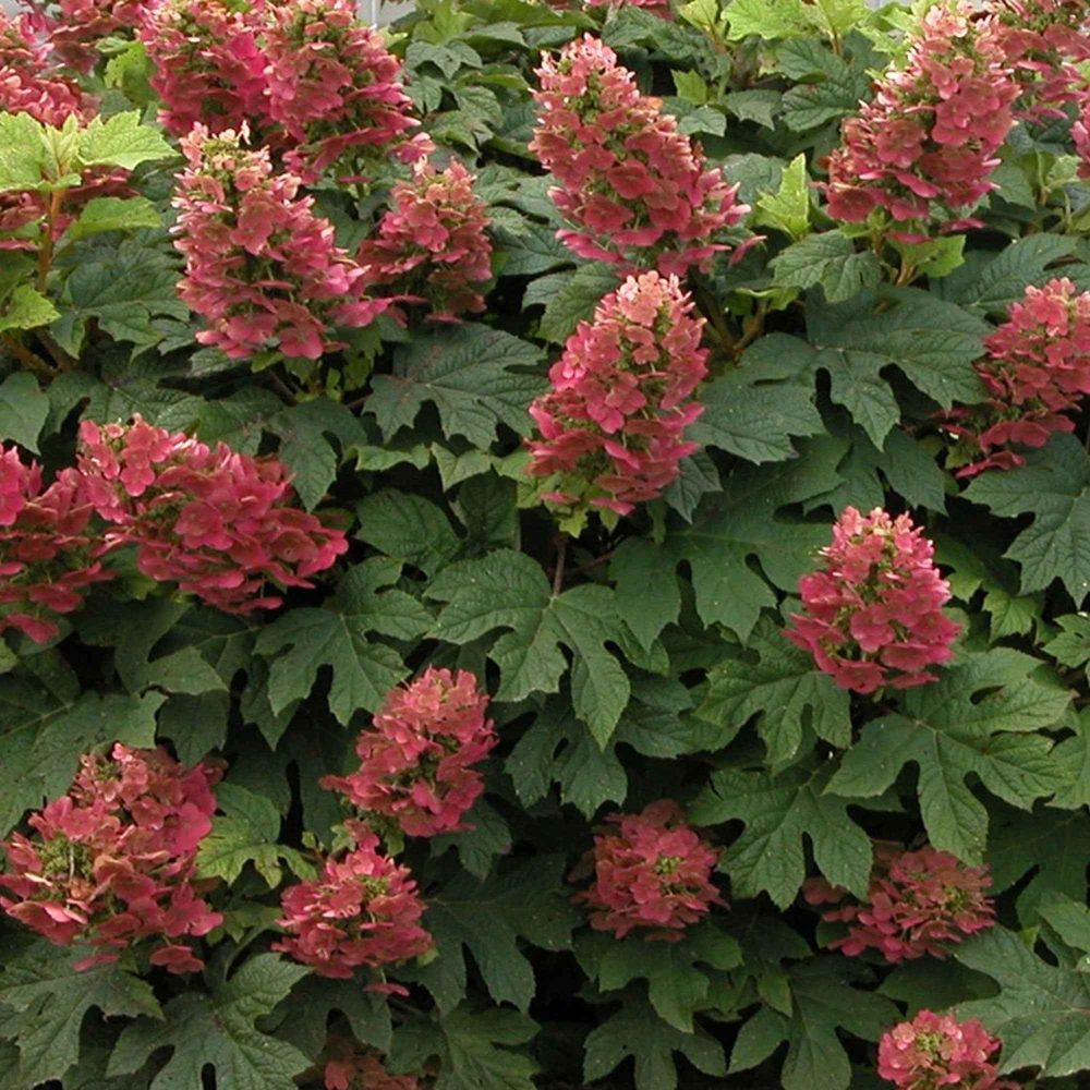 Hortensia à feuilles de chêne Ruby Slippers® Hydrangea quercifolia ruby slippers'®