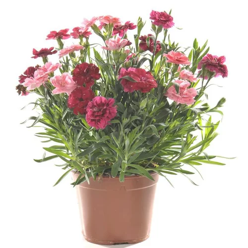 Œillet ou Dianthus tricolore à fleurs multicolores - Le pot de 1 litre
