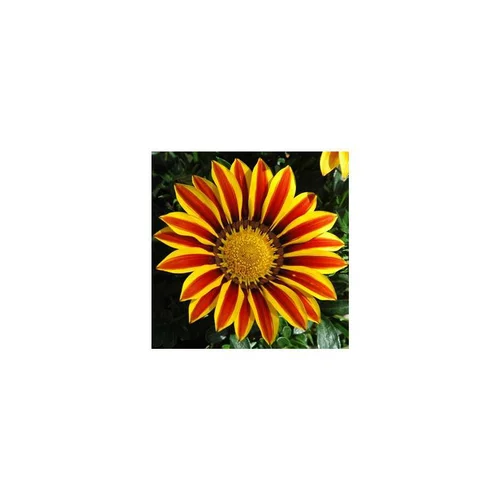 Gazania Rigens - Le pot de 1 litre