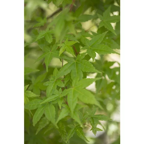 Erable du Japon (ACER PALMATUM DESHOJO ) Le pot de 110 litres